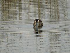Blue-Billed Teal photo 3