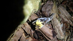 Hypomyces microspermus