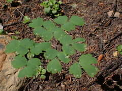 Thalictrum occidentale