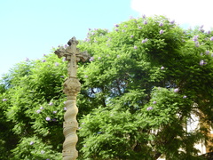 Jacaranda mimosifolia