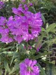 Physostegia