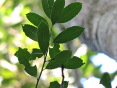 Ilex dumosa