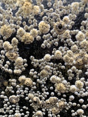 Semibalanus balanoides