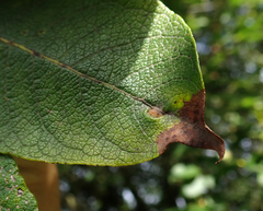 Euura pedunculi