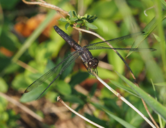 Libellula incesta