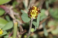 Trifolium spadiceum