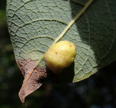 Euura pedunculi