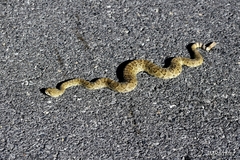 Crotalus scutulatus