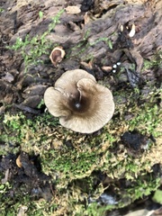 Arrhenia epichysium
