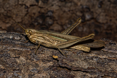 Duronia chloronota