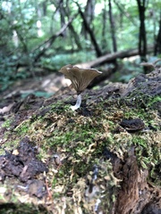 Arrhenia epichysium