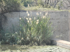 Phragmites mauritianus