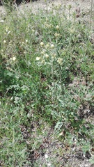 Andryala integrifolia