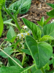 Solanum sarrachoides