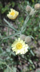 Andryala integrifolia