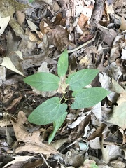 Endodeca serpentaria