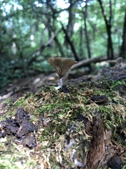 Arrhenia epichysium