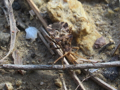 Centrocoris variegatus