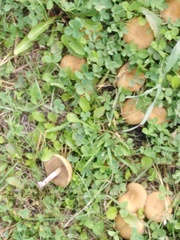 Entoloma sericeum