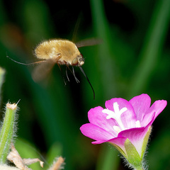 Systoechus ctenopterus