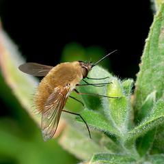 Systoechus ctenopterus