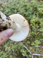 Russula decolorans