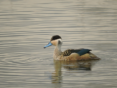 Blue-Billed Teal photo 4