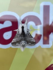 Tolype velleda