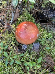 Russula decolorans