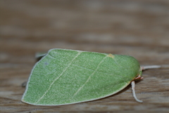 Bena bicolorana