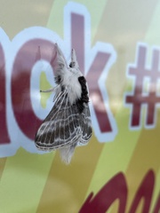 Tolype velleda