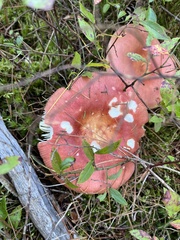 Russula decolorans