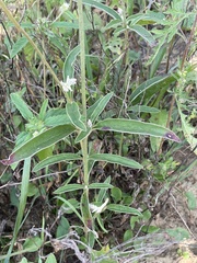 Froelichia floridana