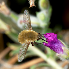 Systoechus ctenopterus