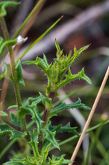 Osteospermum rigidum