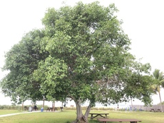 Ficus citrifolia