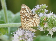 Chiasmia clathrata