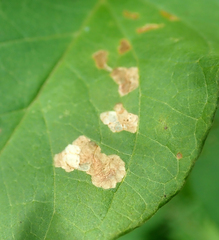 Bedellia somnulentella