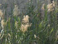 Phragmites mauritianus