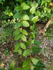Lonicera fragrantissima