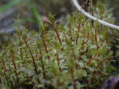 Ptychostomum