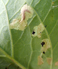 Bedellia somnulentella