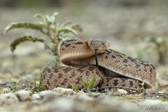 Pituophis deppei