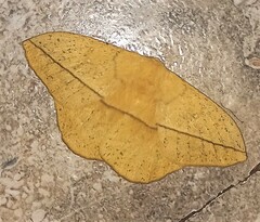 Lonomia electra