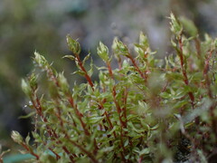Ptychostomum