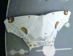 Sericoptera
