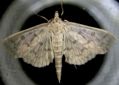 Herpetogramma aquilonalis