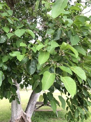 Ficus citrifolia