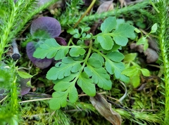 Sceptridium oneidense