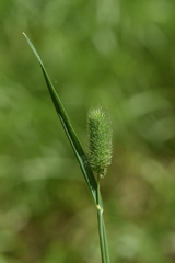 Phleum